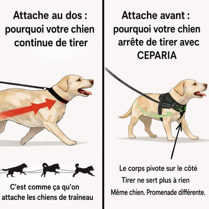 Harnais CEPARIA pour chien qui tire